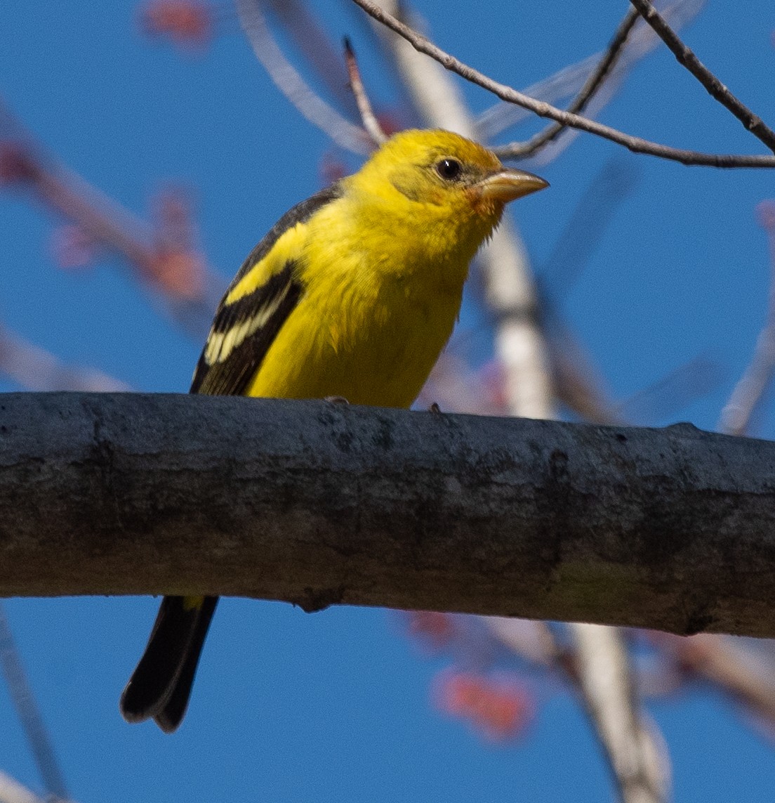 Western Tanager - ML208218581