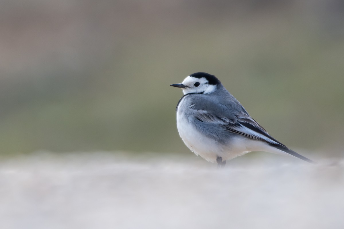 White Wagtail - ML208219601