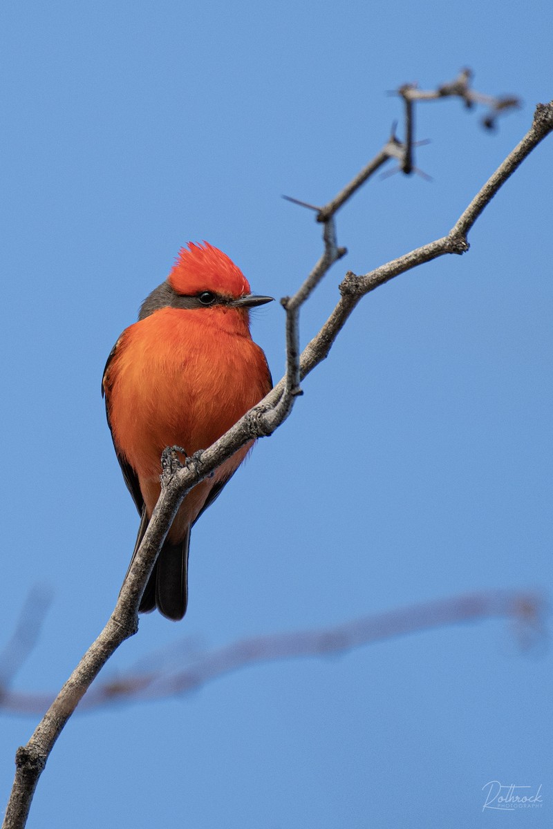 Vermilion Flycatcher - Neil Rucker