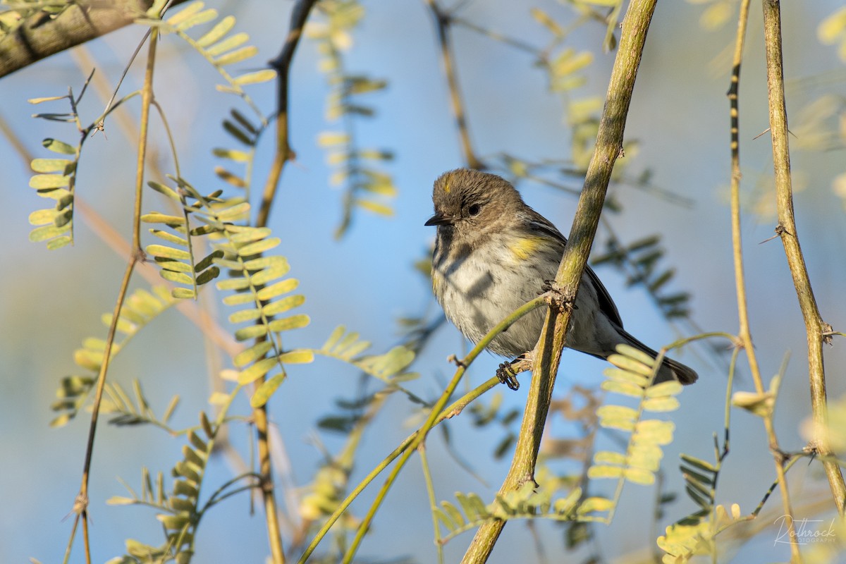 Yellow-rumped Warbler - ML208220151