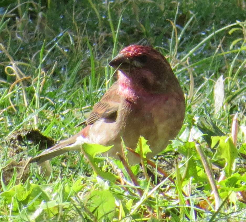 Purple Finch (Western) - Thomas Wurster