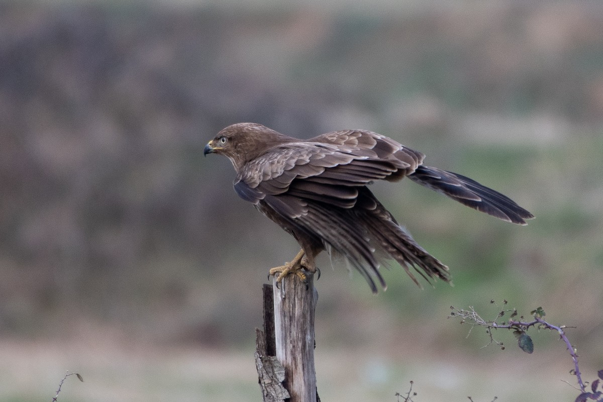 Buse variable - ML208220391