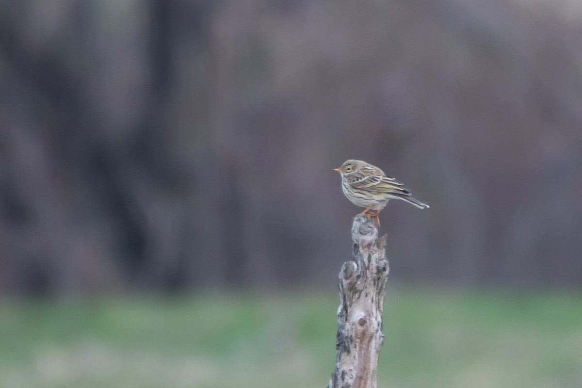 Pipit farlouse - ML208221101