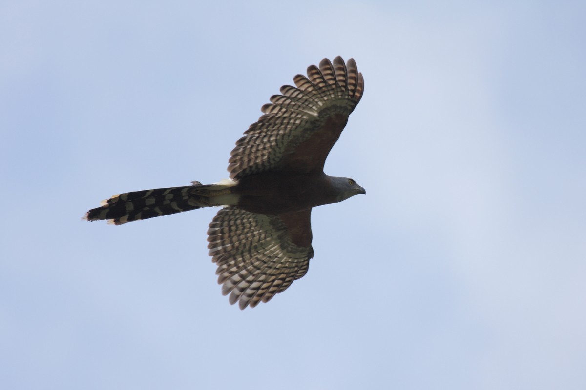 Long-tailed Hawk - ML208222211