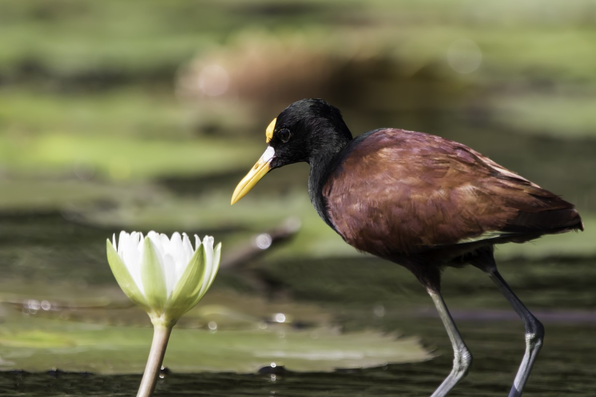 Northern Jacana - ML208222331