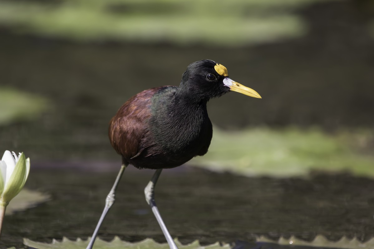Northern Jacana - ML208222431