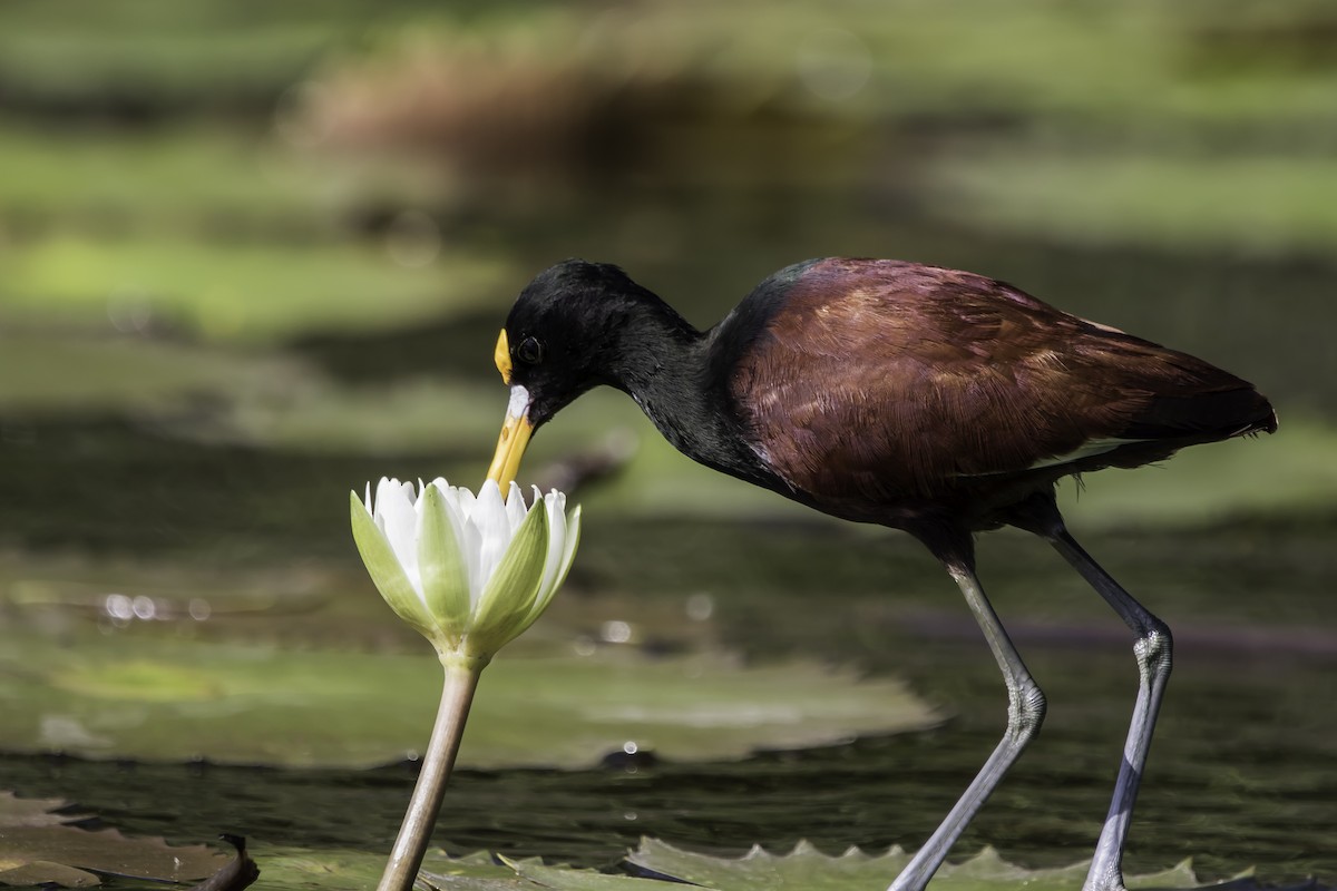 Northern Jacana - ML208222491