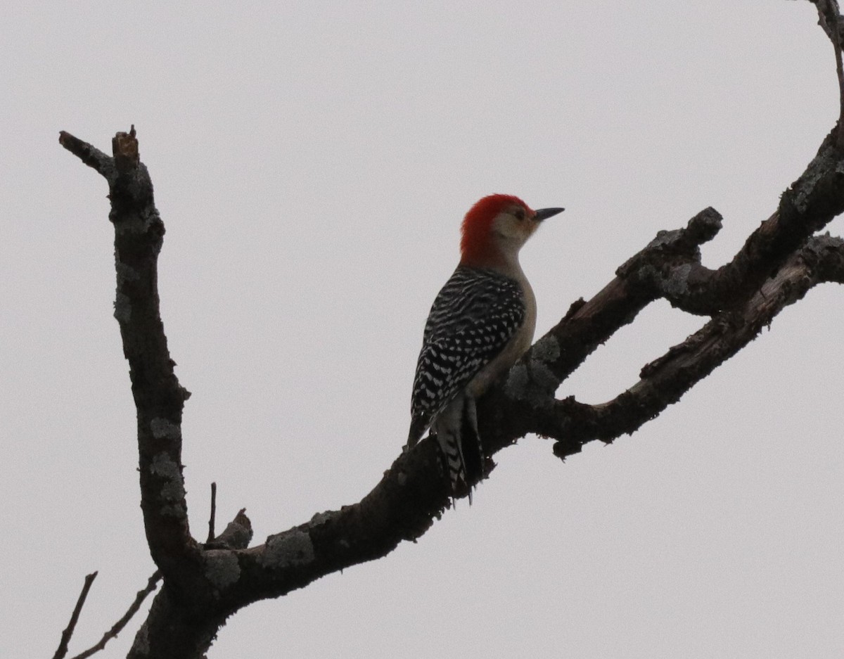 Red-bellied Woodpecker - ML208223501