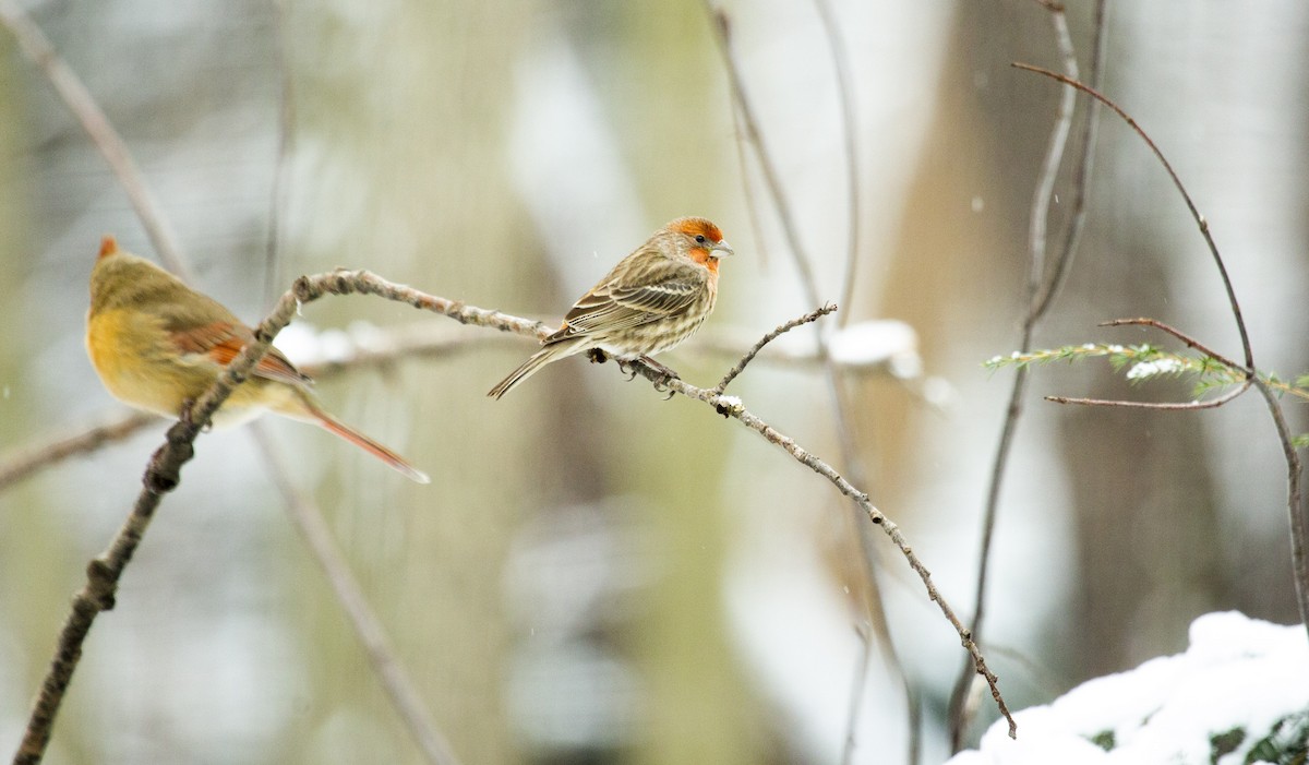 House Finch - Lonny Garris