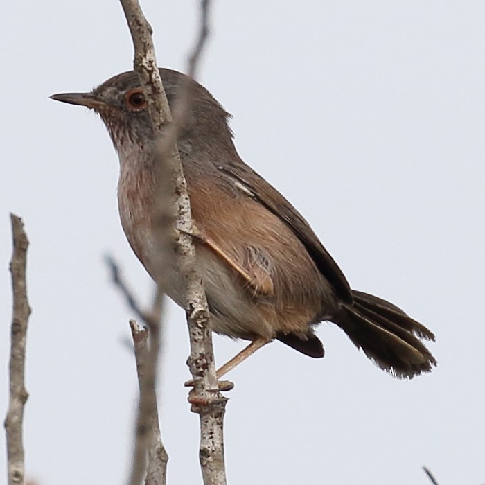 Dartford Warbler - ML208225111