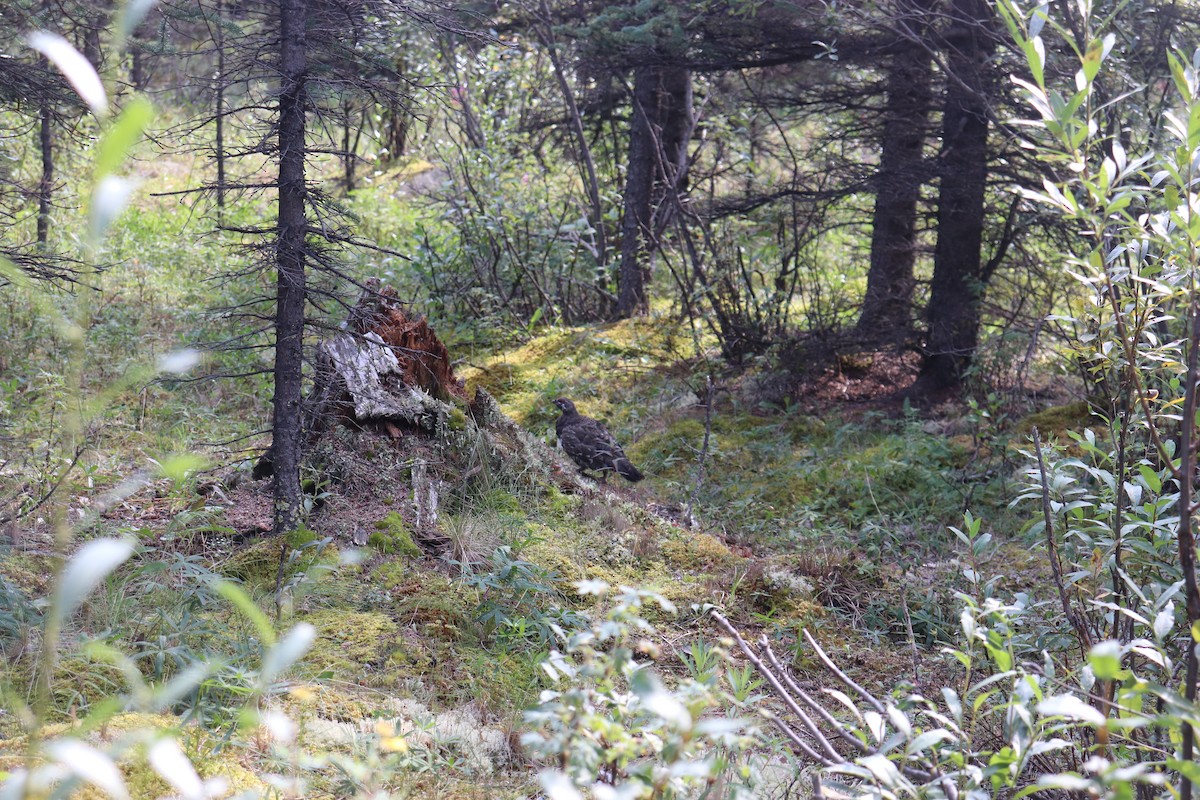 Spruce Grouse - ML208225631