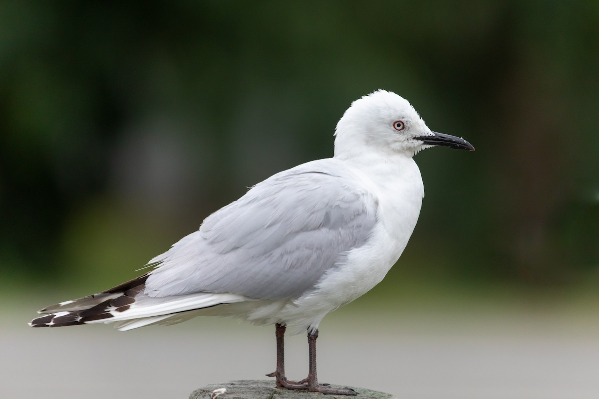 Black-billed Gull - ML208225711