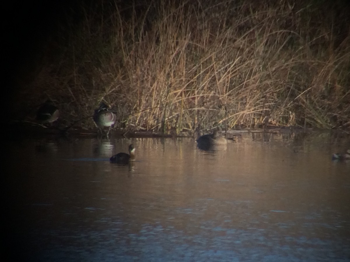 Wood Duck - ML20822661