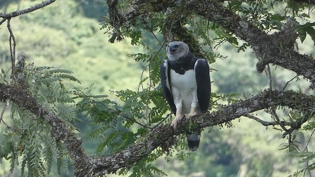 Harpy Eagle - ML208227161