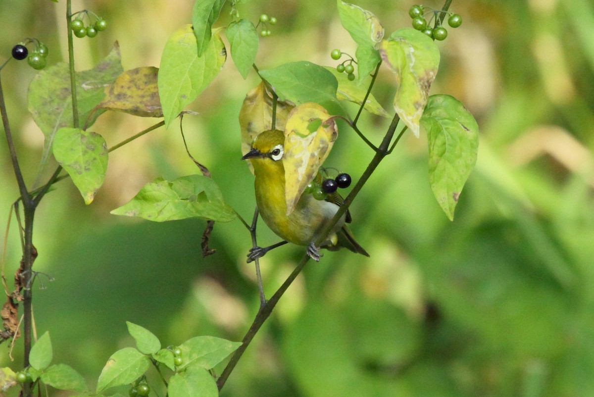 Small Lifou White-eye - ML208227301