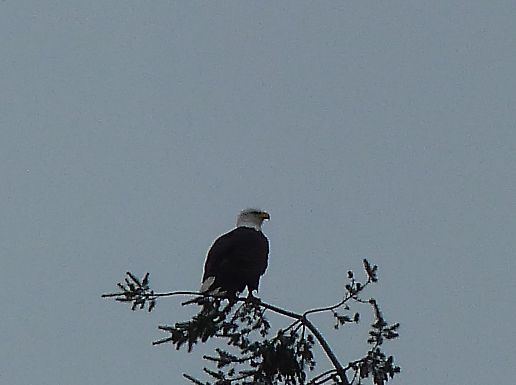 Bald Eagle - Elaine Koehler