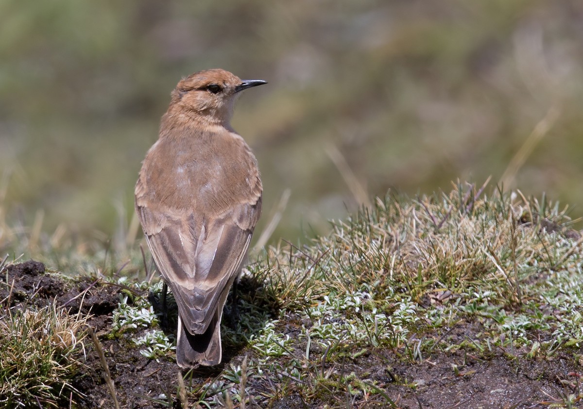 Dark-winged Miner - Lars Petersson | My World of Bird Photography