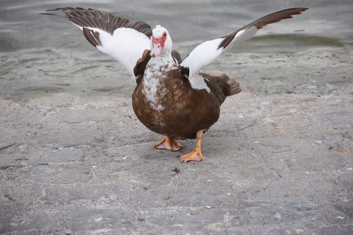Muscovy Duck (Domestic type) - Dhanesh Neela Mana