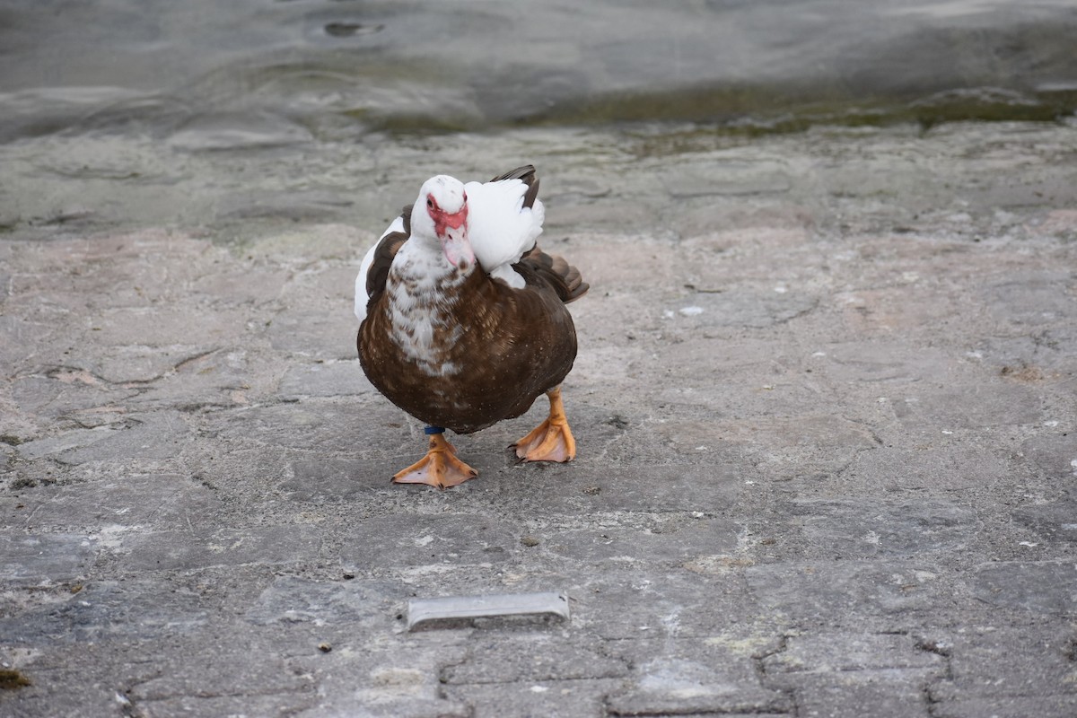 Muscovy Duck (Domestic type) - Dhanesh Neela Mana