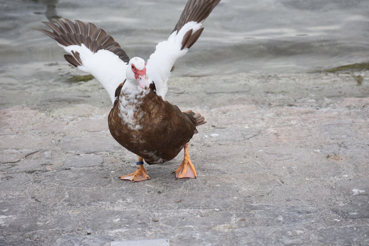 Muscovy Duck (Domestic type) - ML208231891