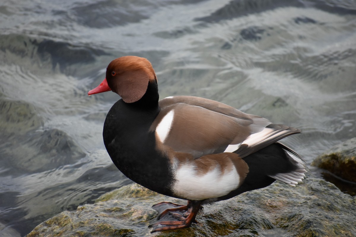 Red-crested Pochard - ML208232041