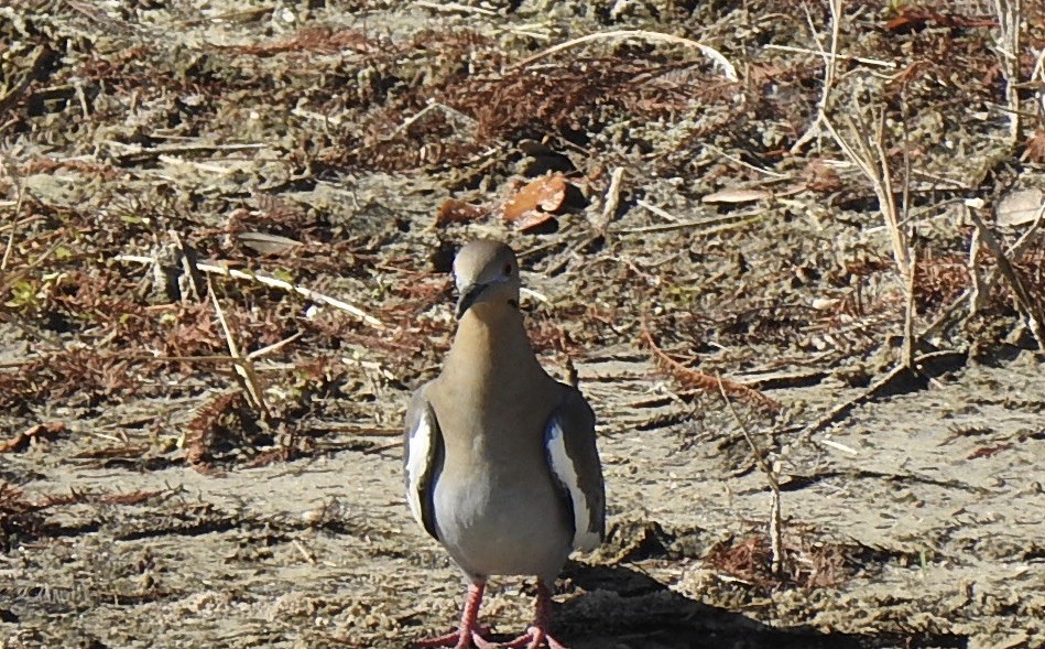 White-winged Dove - Jeanne Tucker