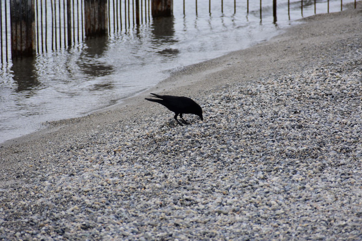 Carrion Crow - Dhanesh Neela Mana