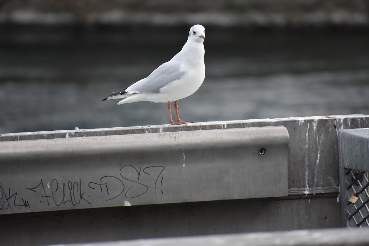 Black-headed Gull - Dhanesh Neela Mana