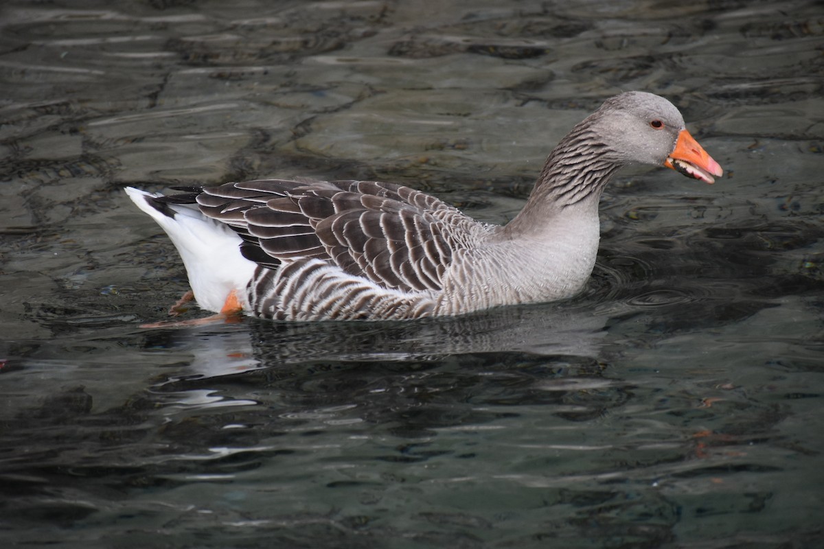 Graylag Goose (Domestic type) - Dhanesh Neela Mana