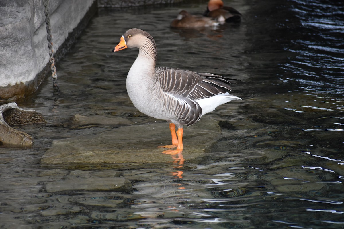 Graylag Goose (Domestic type) - Dhanesh Neela Mana