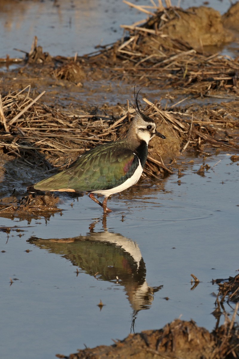 Northern Lapwing - Charley Hesse TROPICAL BIRDING