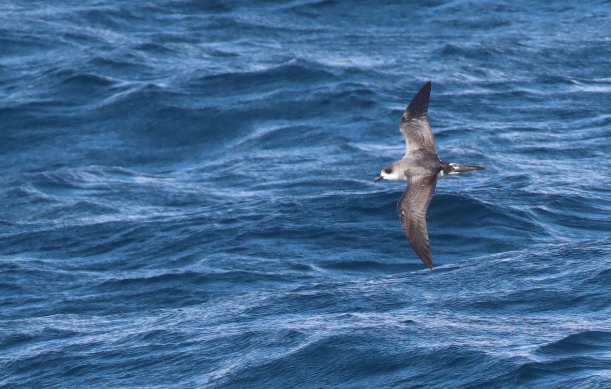 Petrel de las Juan Fernández - ML208235981