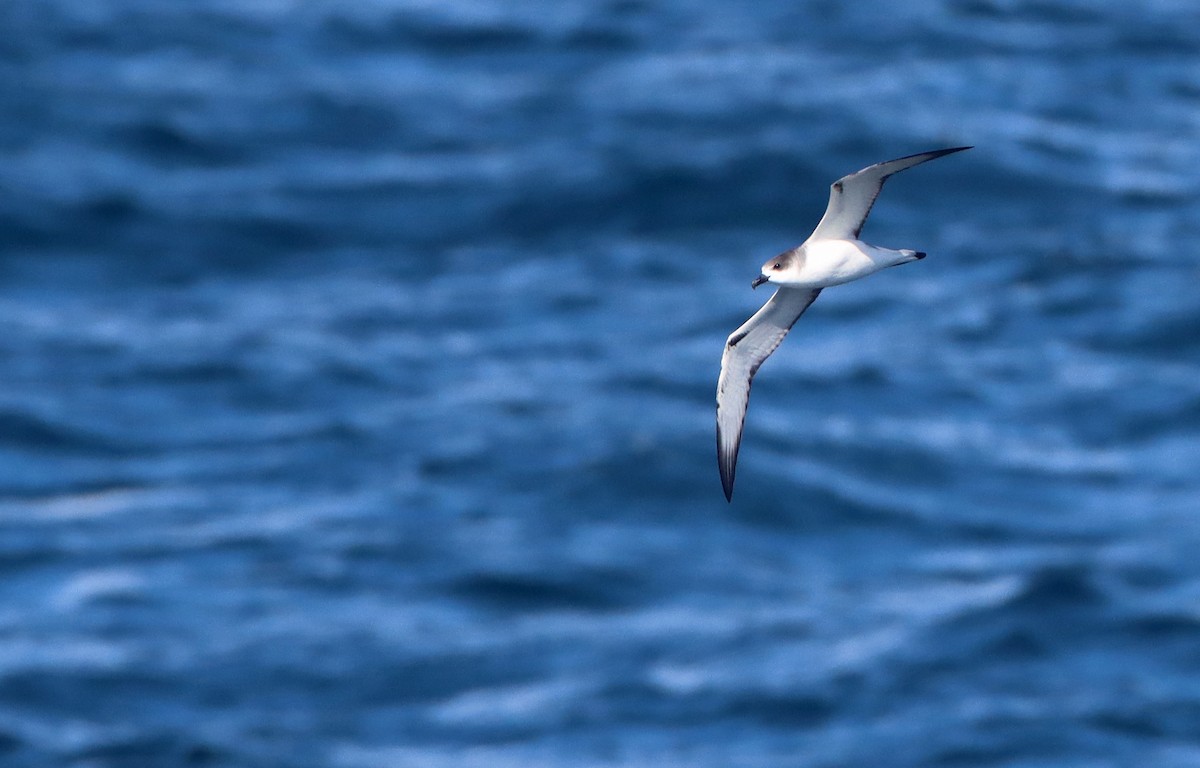 Petrel de las Juan Fernández - ML208236011