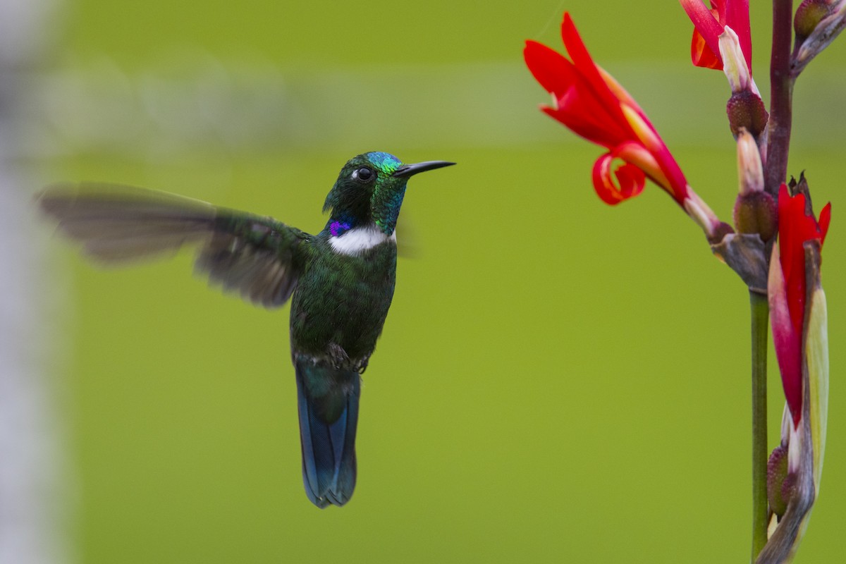 White-throated Daggerbill - ML208236351