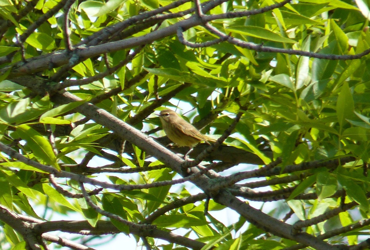 Prairie Warbler - ML20823741