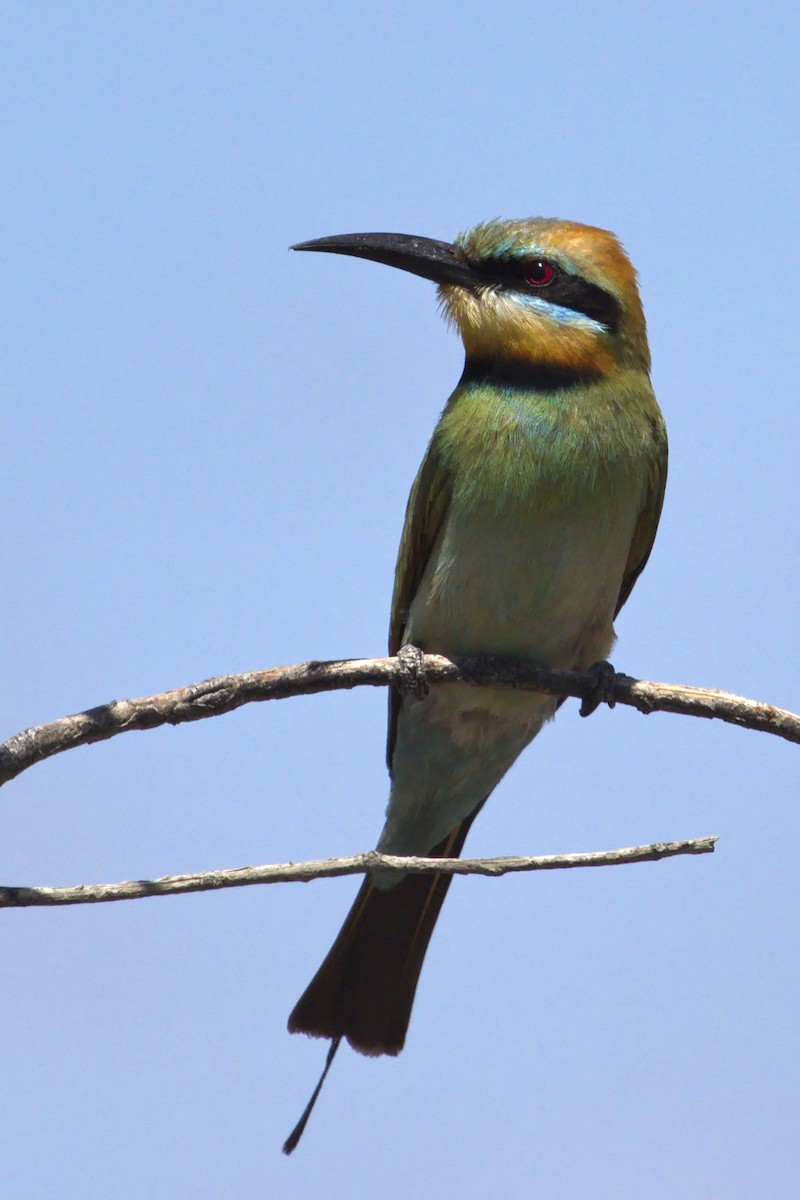 Rainbow Bee-eater - Ed Pierce