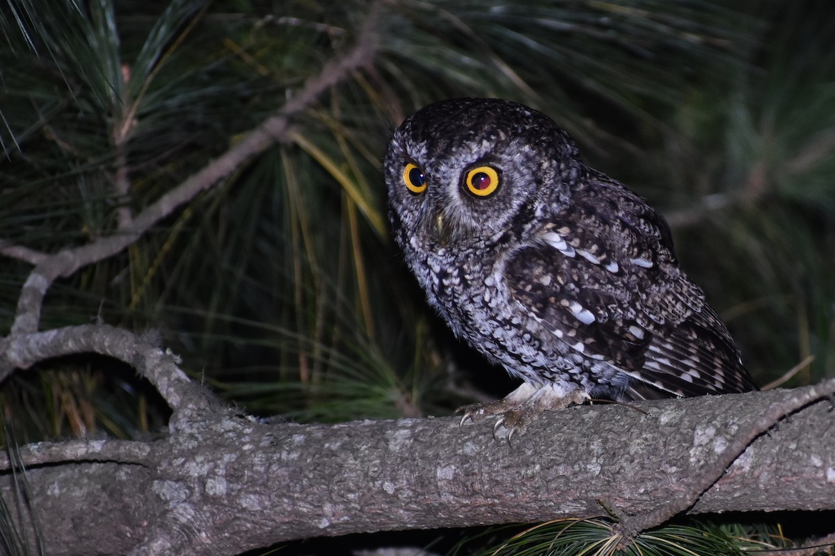 Whiskered Screech-Owl - Megan Buers