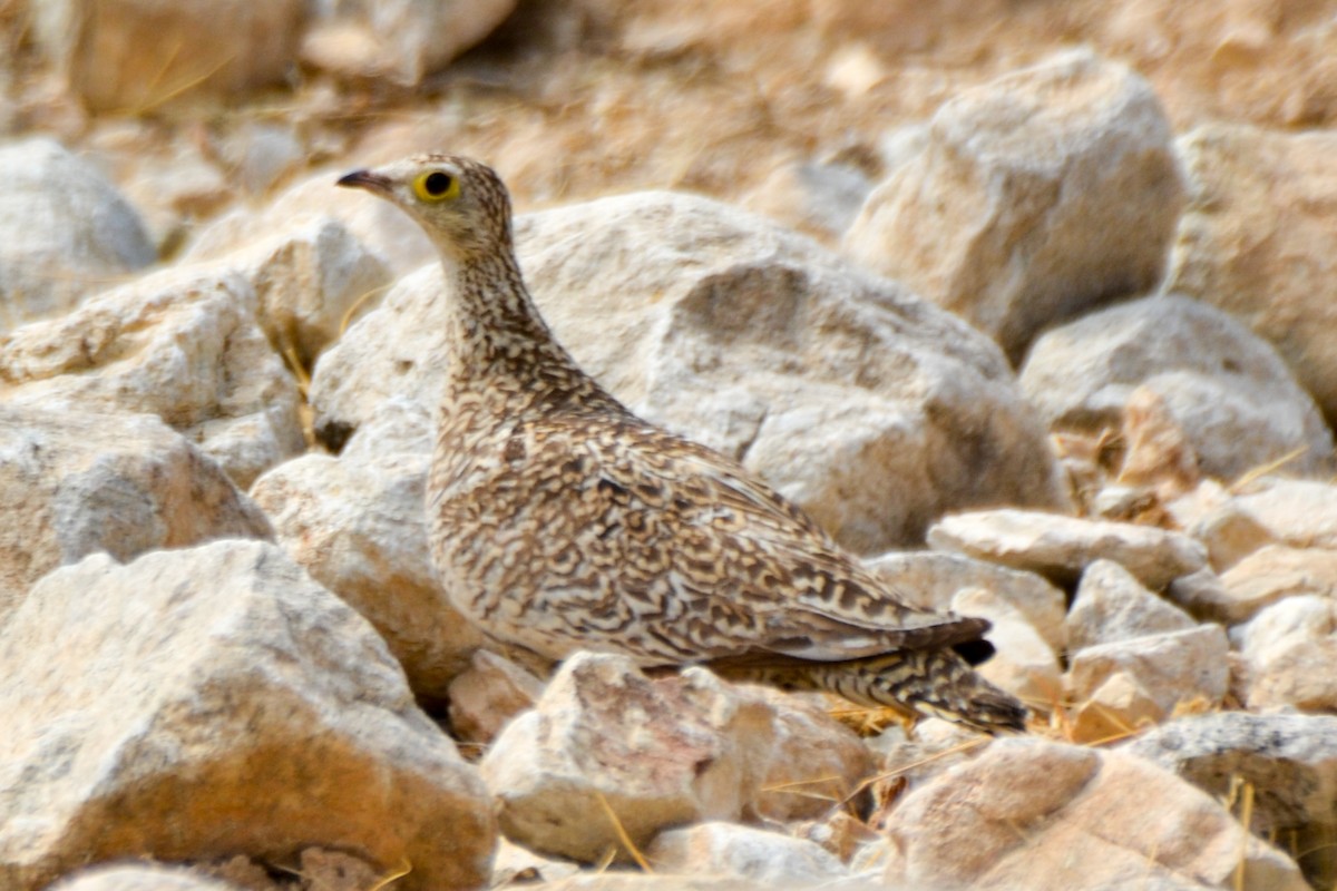 Double-banded Sandgrouse - Alison Bentley