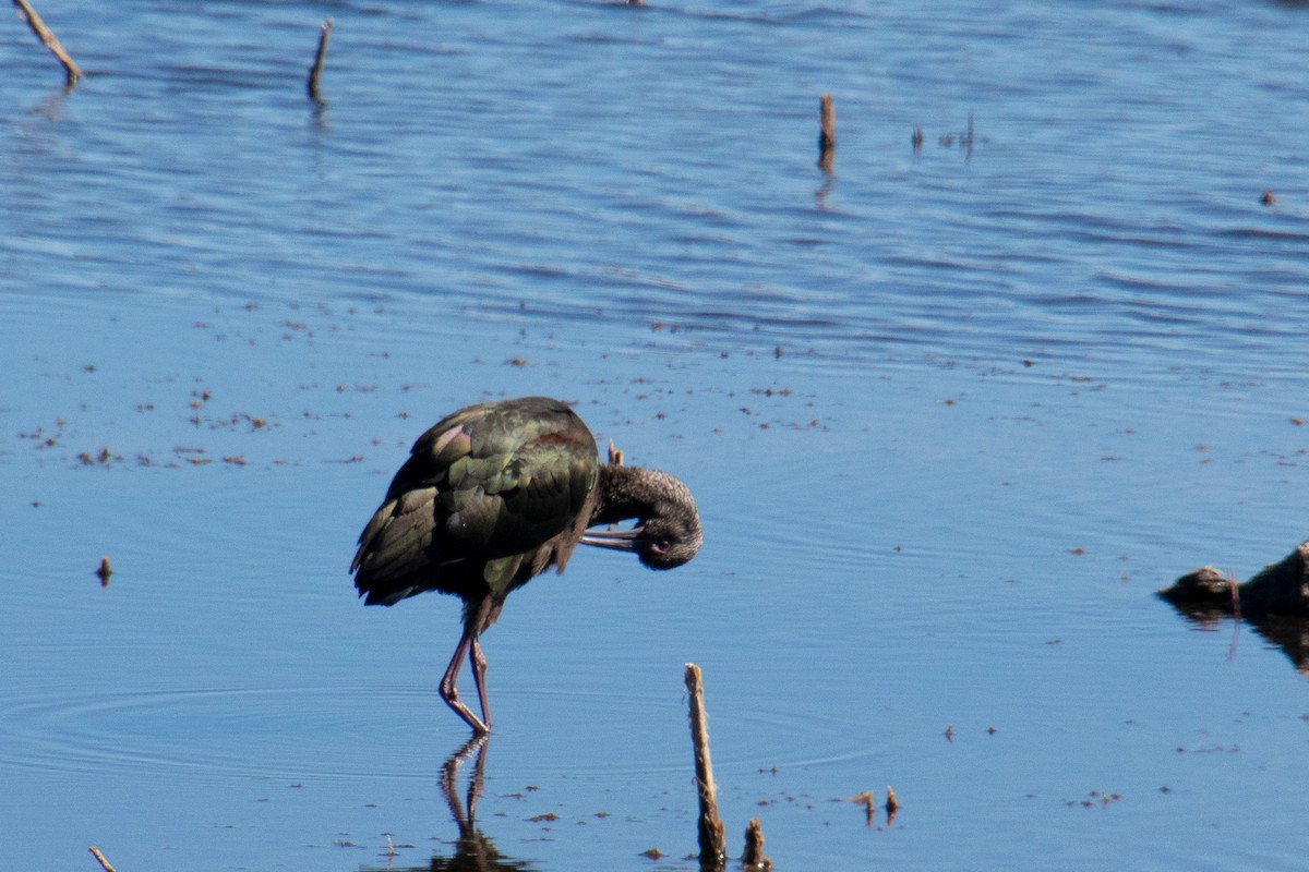 White-faced Ibis - ML208239351