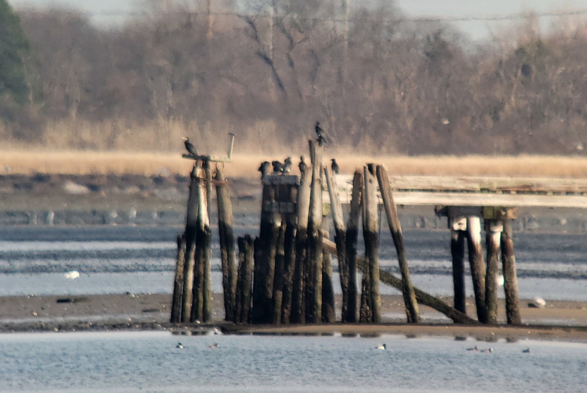 Great Cormorant (North Atlantic) - ML208240581