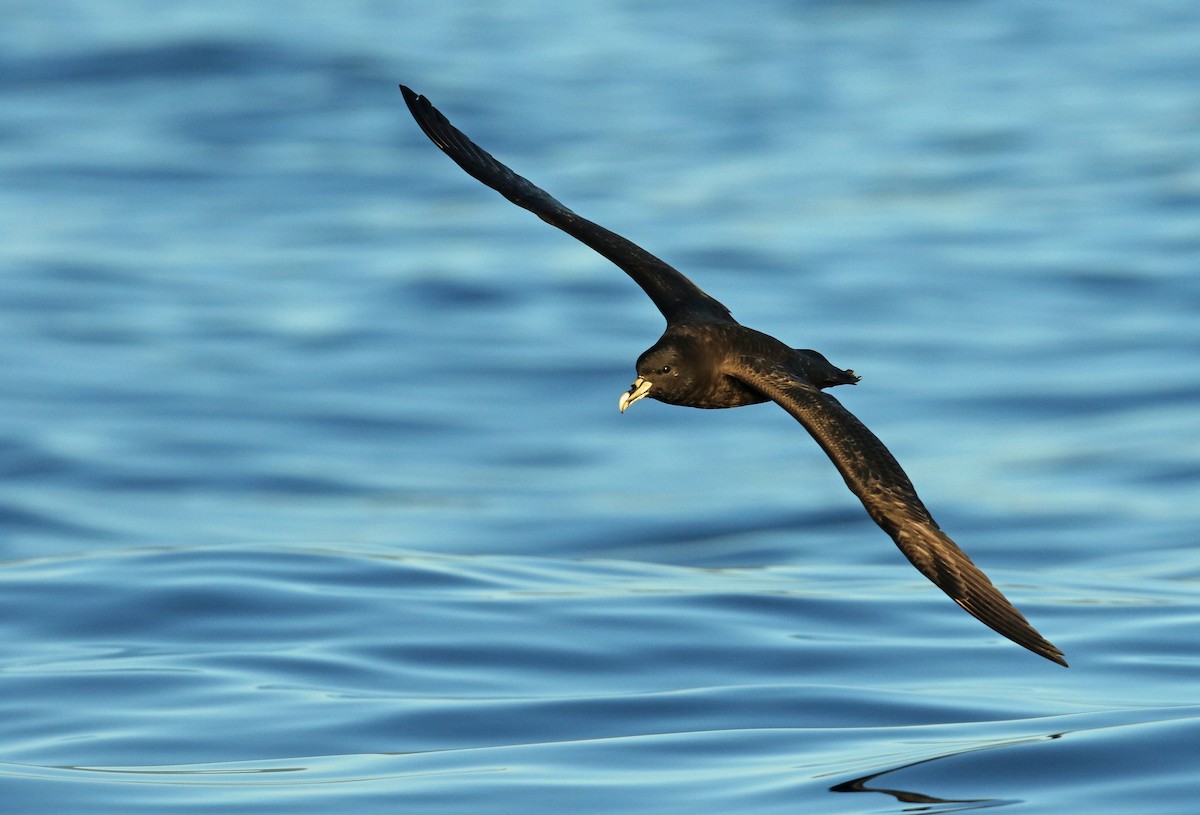 White-chinned Petrel - ML208240941