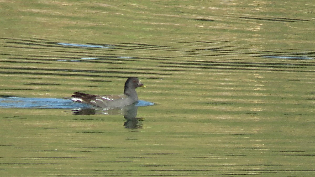 Eurasian Moorhen - ML208242791