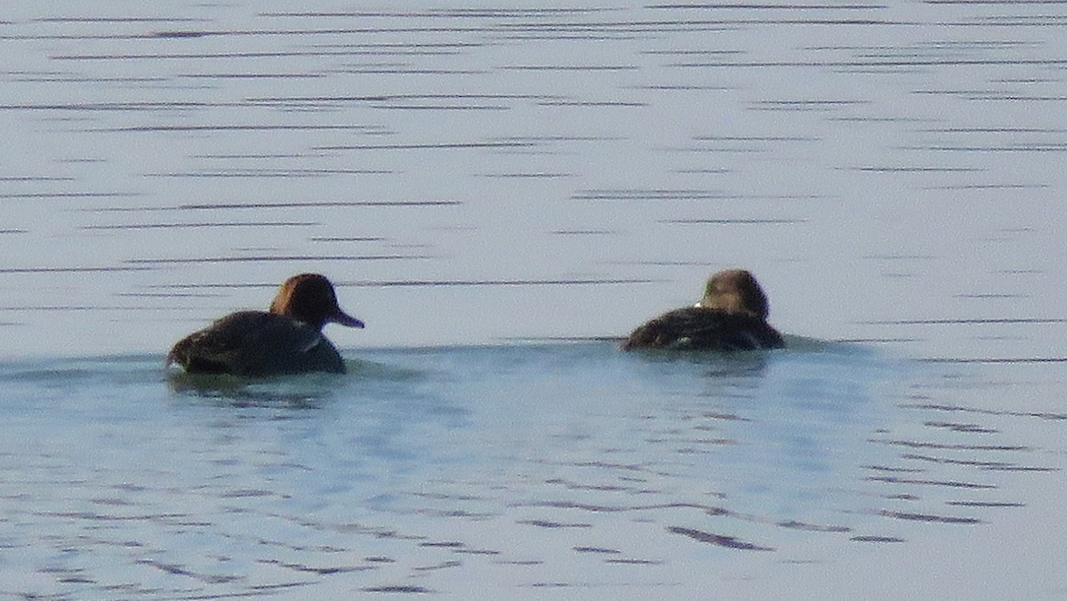 Green-winged Teal (Eurasian) - ML208243401