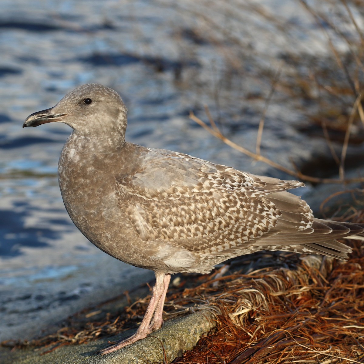 Glaucous-winged Gull - Douglas Faulder