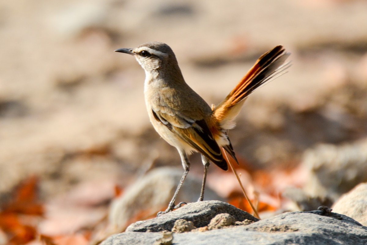 Kalahari Scrub-Robin - Alison Bentley