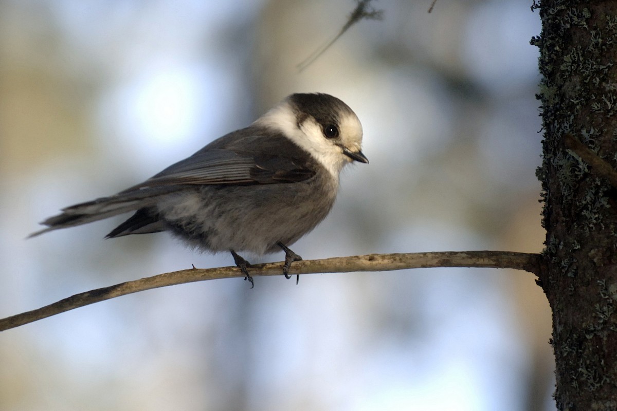 Canada Jay - ML208247101