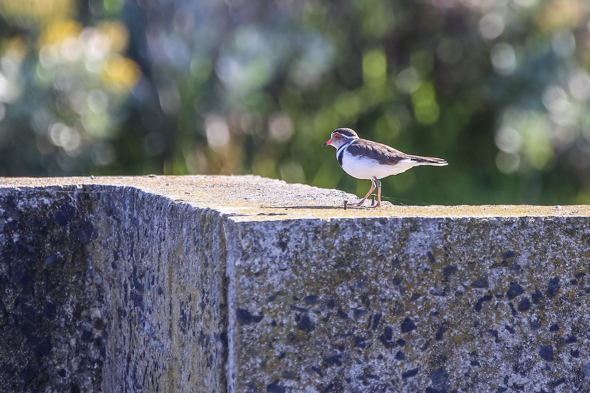 Three-banded Plover - ML208249191