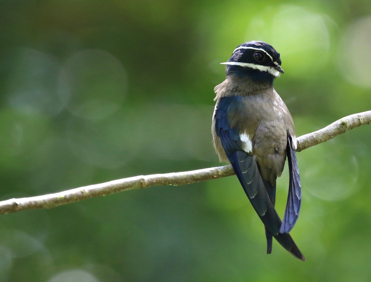 Whiskered Treeswift - Craig Robson