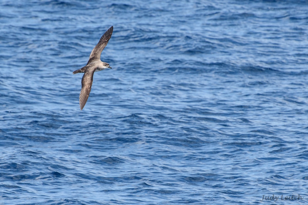 Petrel del Herald - ML20825051