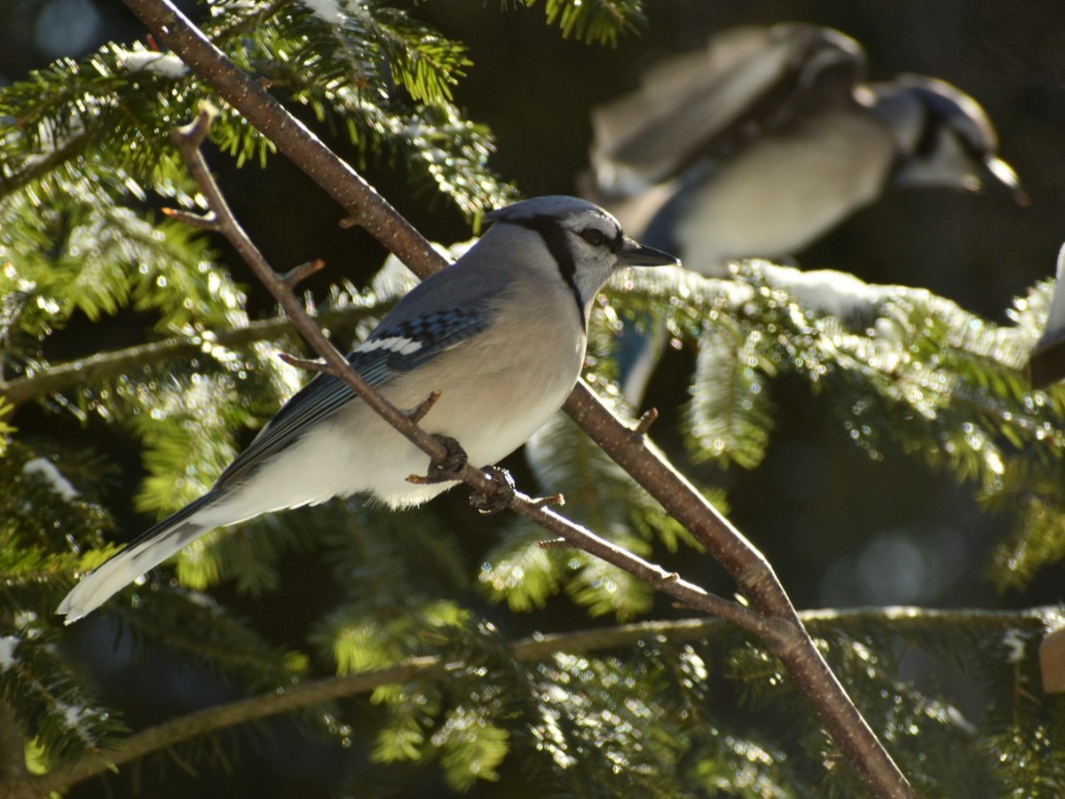 Blue Jay - Joseph Dougherty